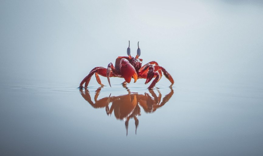 gandcrab